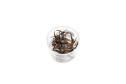 Cryptocoryne Spiralis Red UNS Tissue Culture Aquatic Plant - Buce Plant