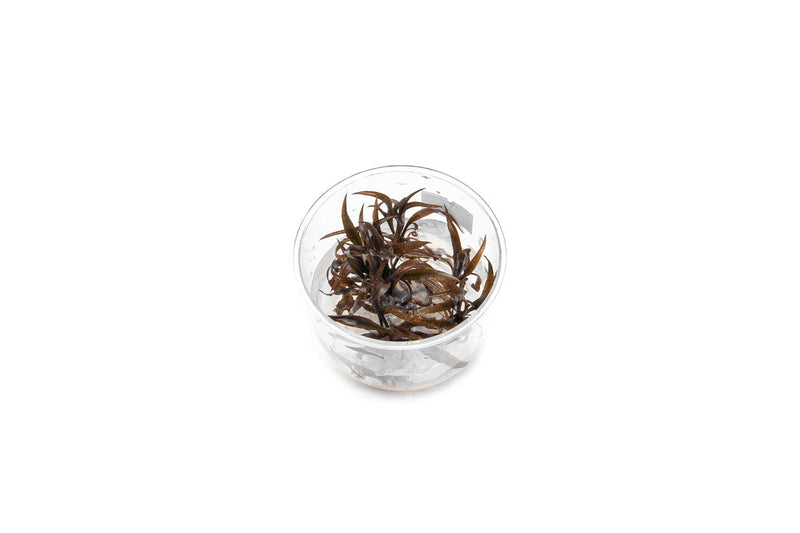 Cryptocoryne Spiralis Red UNS Tissue Culture Aquatic Plant - Buce Plant
