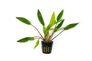 Healthy Cryptocoryne Sri Lanka aquatic plant from ACW with lush green leaves, ideal for freshwater aquariums.