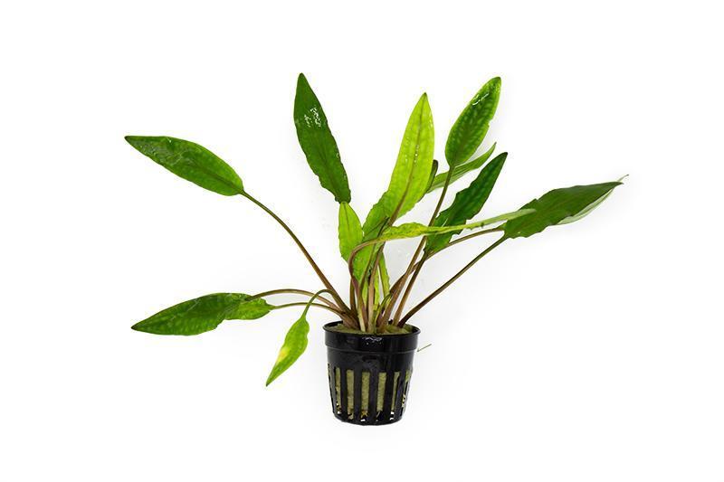 Healthy Cryptocoryne Sri Lanka aquatic plant from ACW with lush green leaves, ideal for freshwater aquariums.