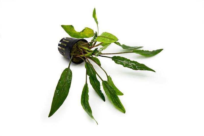 Healthy Cryptocoryne Sri Lanka aquatic plant from ACW with lush green leaves suitable for freshwater aquariums.