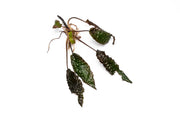 BUCE Cryptocoryne Striolata aquatic plant with green, textured leaves, ideal for freshwater aquariums.
