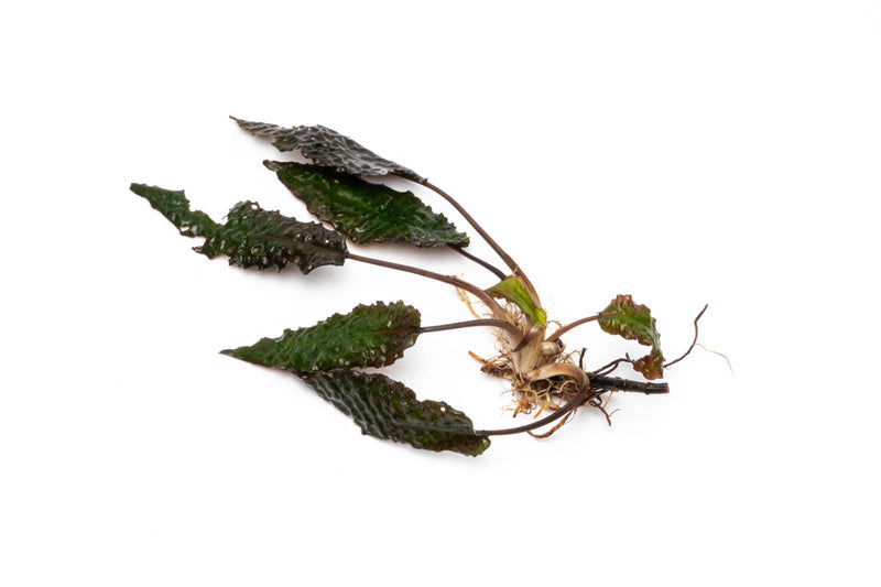 Healthy Cryptocoryne Striolata aquatic plant with lush green, ruffled leaves, ideal for freshwater aquariums.