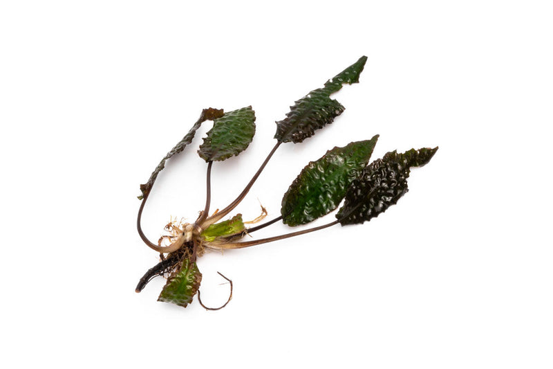 Healthy Cryptocoryne Striolata aquatic plant from BUCE with green, ruffled leaves ideal for freshwater aquariums.