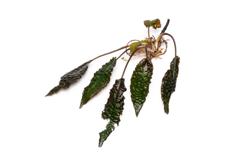 Healthy Cryptocoryne Striolata aquatic plant from BUCE with green, textured leaves suitable for freshwater aquariums.
