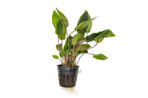 Cryptocoryne 'Tropica'