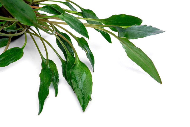 Aquatic plant Cryptocoryne Undulata by ACW, showcasing wavy green leaves suitable for freshwater aquariums.