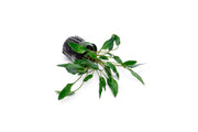 Cryptocoryne Undulata aquatic plant from ACW with wavy green leaves, ideal for freshwater aquariums.