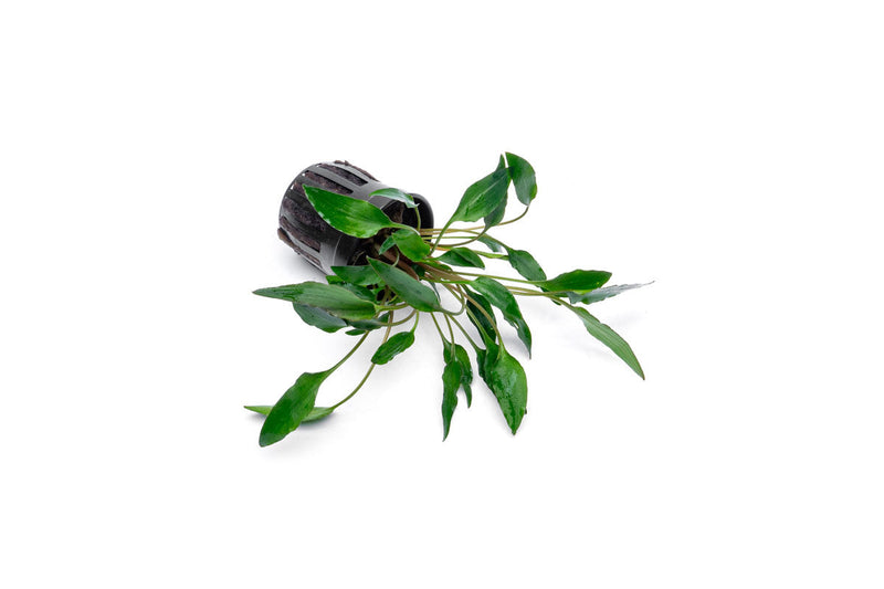 Cryptocoryne Undulata aquatic plant from ACW with wavy green leaves, ideal for freshwater aquariums.