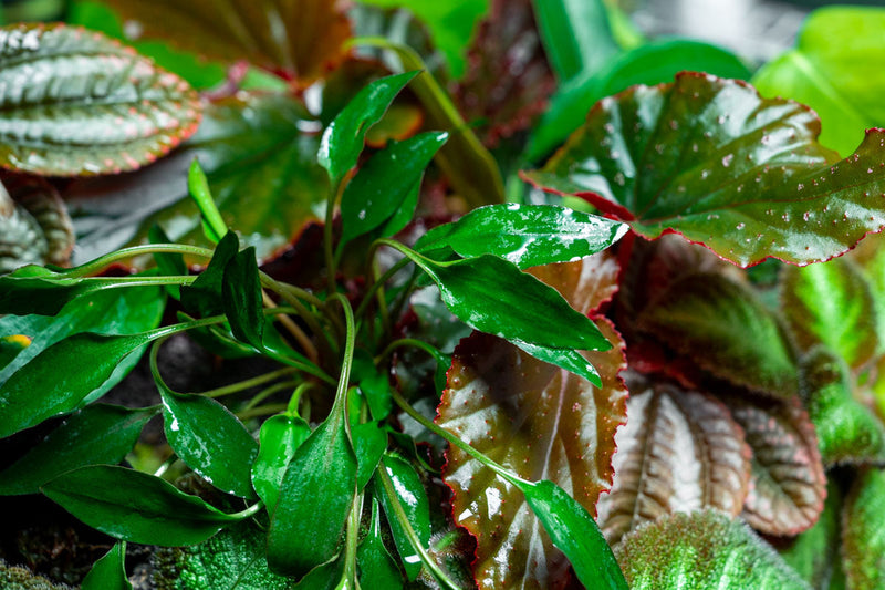 Healthy Cryptocoryne Undulata aquatic plant from ACW with wavy green leaves, ideal for freshwater aquariums.