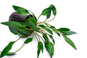 Aquatic plant Cryptocoryne Undulata from ACW with wavy green leaves, suitable for freshwater aquariums.