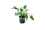 Healthy Cryptocoryne Undulata aquatic plant from ACW with wavy green leaves suitable for freshwater aquariums.