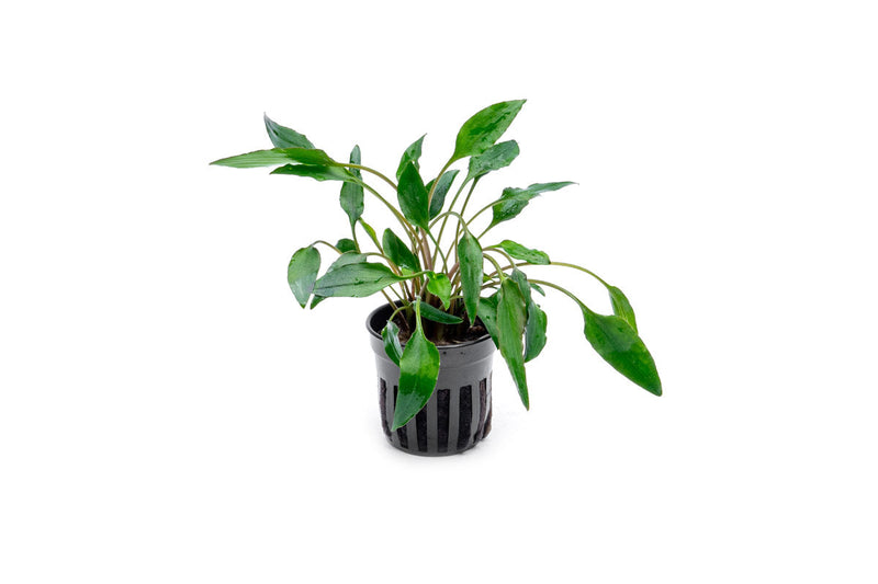 Healthy Cryptocoryne Undulata aquatic plant from ACW with wavy green leaves suitable for freshwater aquariums.
