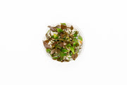 Cryptocoryne Undulatus UNS Tissue Culture Tissue Culture - Buce Plant