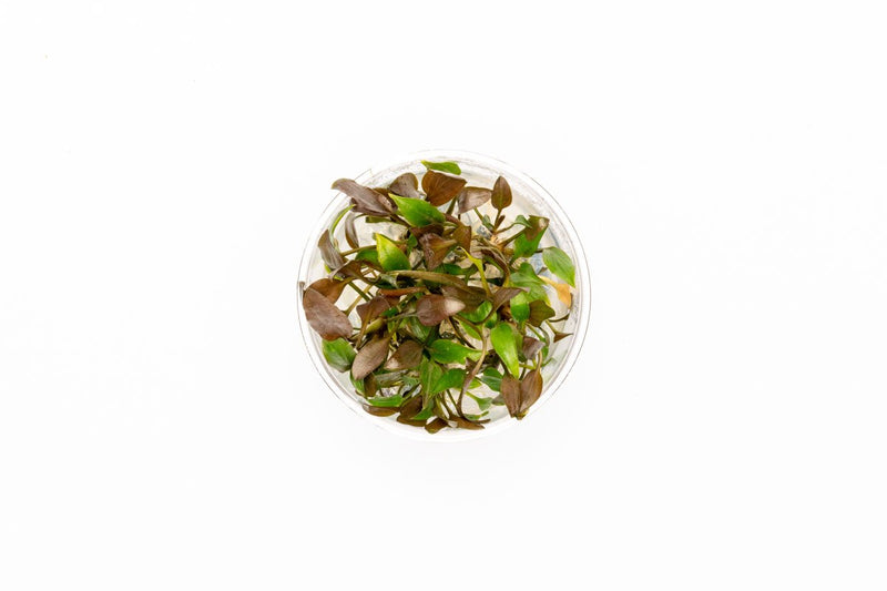 Cryptocoryne Undulatus UNS Tissue Culture Tissue Culture - Buce Plant