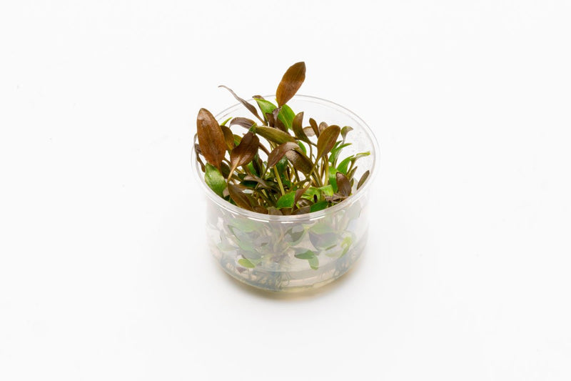 Cryptocoryne Undulatus UNS Tissue Culture Tissue Culture - Buce Plant