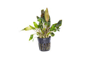 Healthy Cryptocoryne Walkeri aquatic plant from ACW with lush green leaves, ideal for freshwater aquariums.