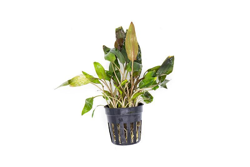 Healthy Cryptocoryne Walkeri aquatic plant from ACW with lush green leaves, ideal for freshwater aquariums.