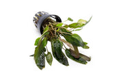 Cryptocoryne Walkeri aquatic plant from ACW, featuring lush green leaves ideal for freshwater aquariums.