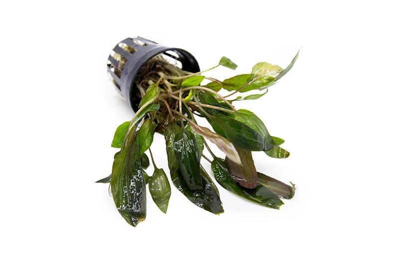 Cryptocoryne Walkeri aquatic plant from ACW, featuring lush green leaves ideal for freshwater aquariums.