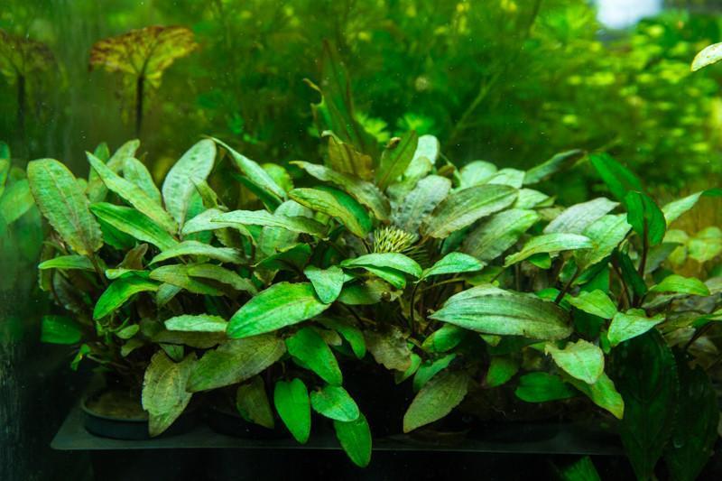 Cryptocoryne Wendtii Brown aquatic plant from CPA, showing brown leaves and lush greenery in a freshwater aquarium setting.