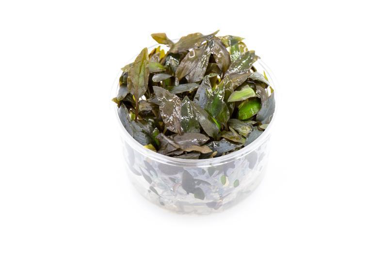 Cryptocoryne Wendtii Brown UNS Tissue Culture Aquatic Plant - Buce Plant