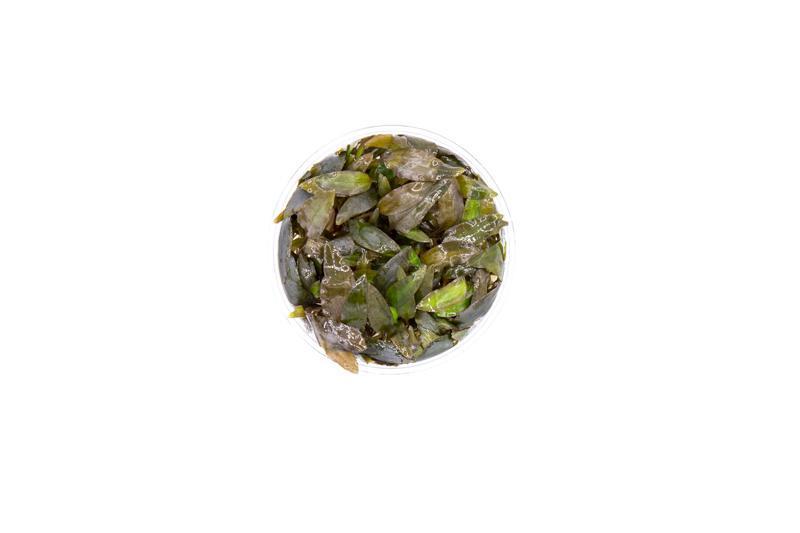 Cryptocoryne Wendtii Brown UNS Tissue Culture Aquatic Plant - Buce Plant