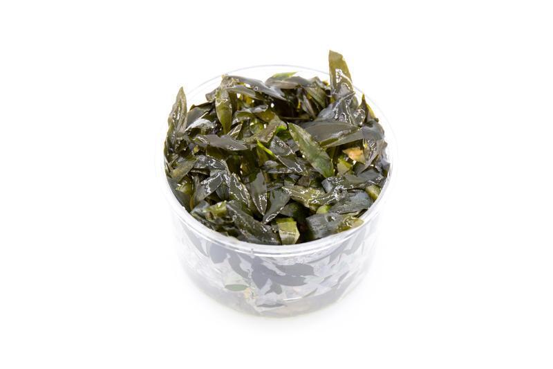 Cryptocoryne Wendtii Brown Indo UNS Tissue Culture Aquatic Plant - Buce Plant