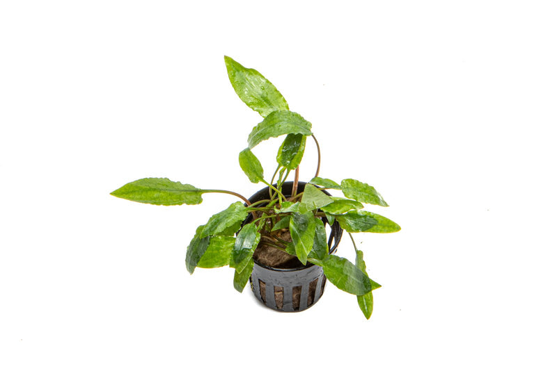 Healthy Cryptocoryne Wendtii Gecko aquatic plant from ACW with vibrant green leaves, ideal for freshwater aquariums.