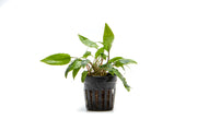 Aquatic plant Cryptocoryne Wendtii Gecko by ACW, with green and brown leaves, suitable for freshwater aquariums.