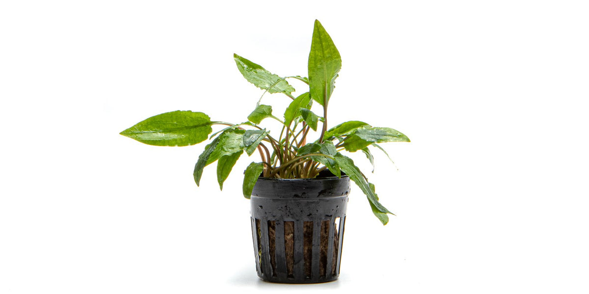 Cryptocoryne Wendtii Gecko - Live Aquarium Plant — Buce Plant