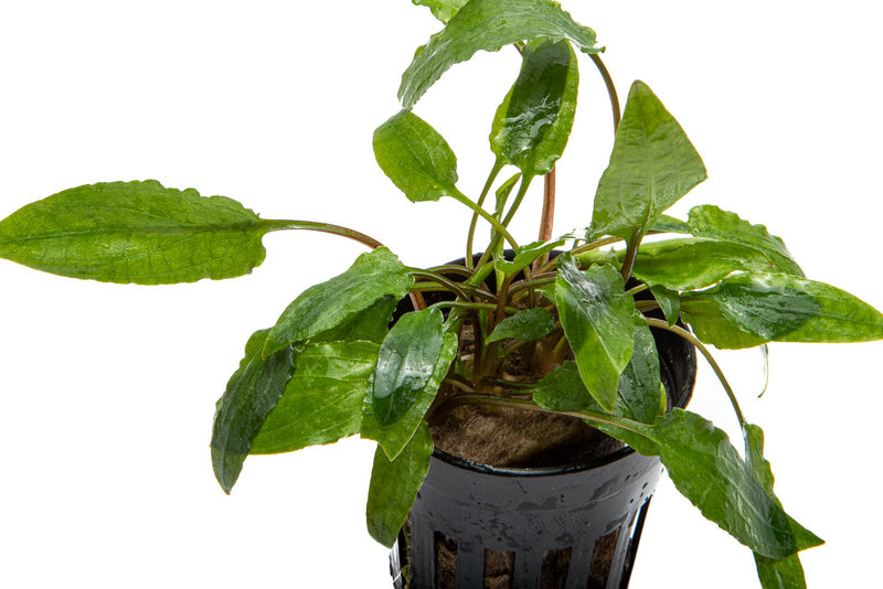 Aquatic plant Cryptocoryne Wendtii Gecko from ACW with green and reddish leaves, suitable for freshwater aquariums.