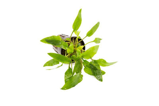 Cryptocoryne Wendtii Green - Buce Plant