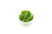 Cryptocoryne Wendtii Green Gecko UNS Tissue Culture Aquatic Plant - Buce Plant