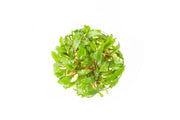 Cryptocoryne Wendtii Green UNS Tissue Culture Aquatic Plant - Buce Plant