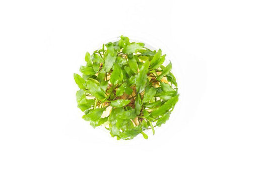 Cryptocoryne Wendtii Green UNS Tissue Culture