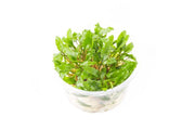 Cryptocoryne Wendtii Green UNS Tissue Culture Aquatic Plant - Buce Plant