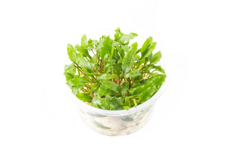 Cryptocoryne Wendtii Green UNS Tissue Culture Aquatic Plant - Buce Plant