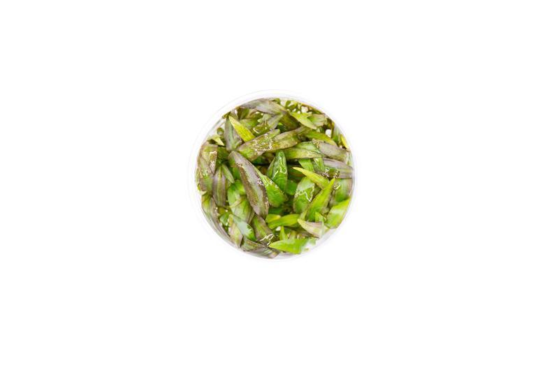 Cryptocoryne Willisii UNS Tissue Culture Aquatic Plant - Buce Plant