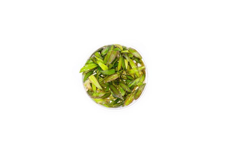 Cryptocoryne Willisii UNS Tissue Culture Aquatic Plant - Buce Plant