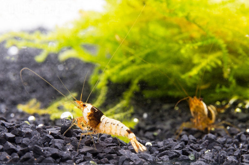 Crystal Black Shrimp, S-SS Grade from JA, showcasing shiny black shells and detailed texture in a close-up image.