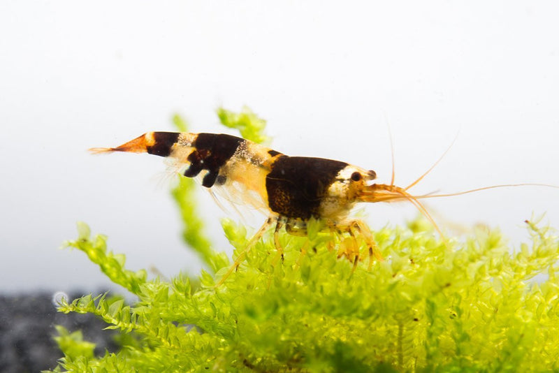 Crystal Black Shrimp (S-SS Grade) from JA, showcasing shiny black shells and delicate legs in a close-up view.