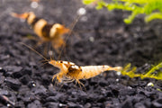 Crystal Black Shrimp (S-SS Grade) from JA, showcasing the dark, glossy shell and delicate features of this freshwater shrimp.