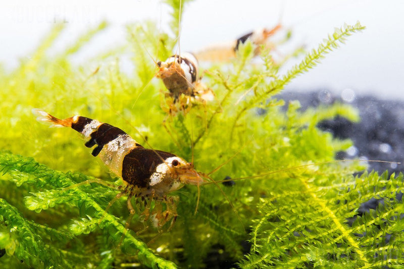 Juvenile Crystal Black Shrimp from JA, S-SS Grade, showcasing their distinctive black and transparent coloration.