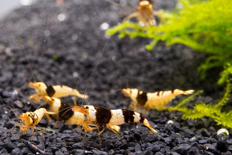 Crystal Black Shrimp (S-SS Grade) from JA, showing vibrant black and white patterned freshwater shrimp on a white background.