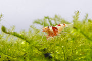 Crystal Red Shrimp (S-SS Grade) Shrimp - Buce Plant