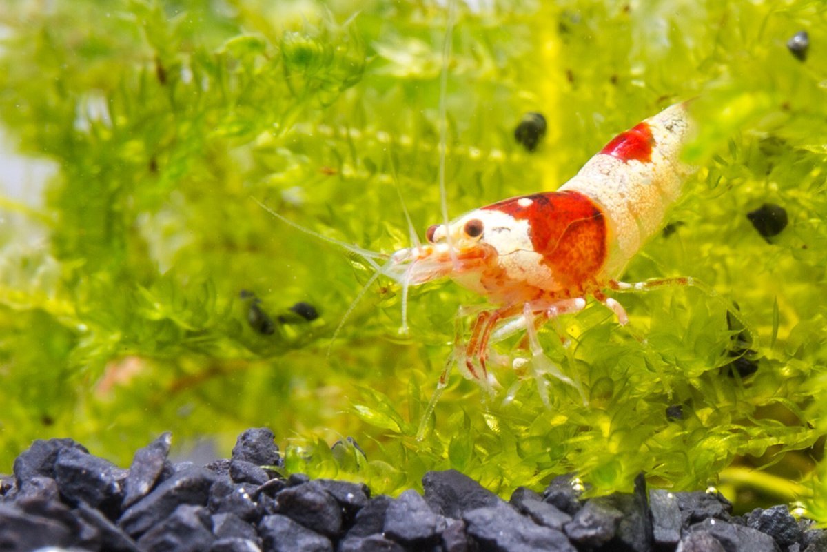 Crystal Red Shrimp (S-SS Grade) — Buce Plant