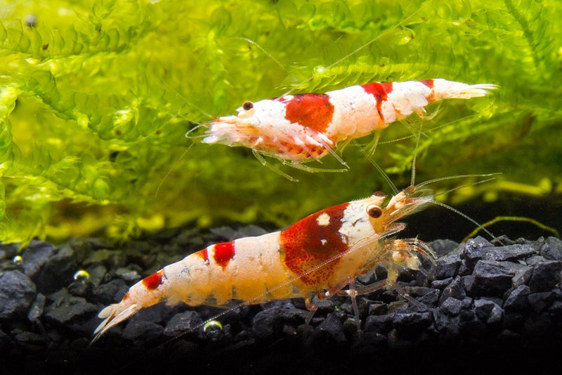Crystal Red Shrimp (S-SS Grade) Shrimp - Buce Plant