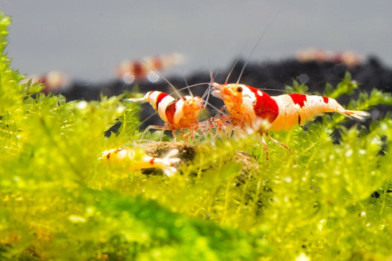 Crystal Red Shrimp (S-SS Grade) Shrimp - Buce Plant