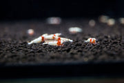 Crystal Red Shrimp (S-SS Grade) Shrimp - Buce Plant
